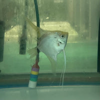 the-fish-farm Angel Fish Angelfish Breeding Pair - These Only - Two Fish - Pair 3 Buy a Breeding Pair of Angel Fish from The Fish Farm