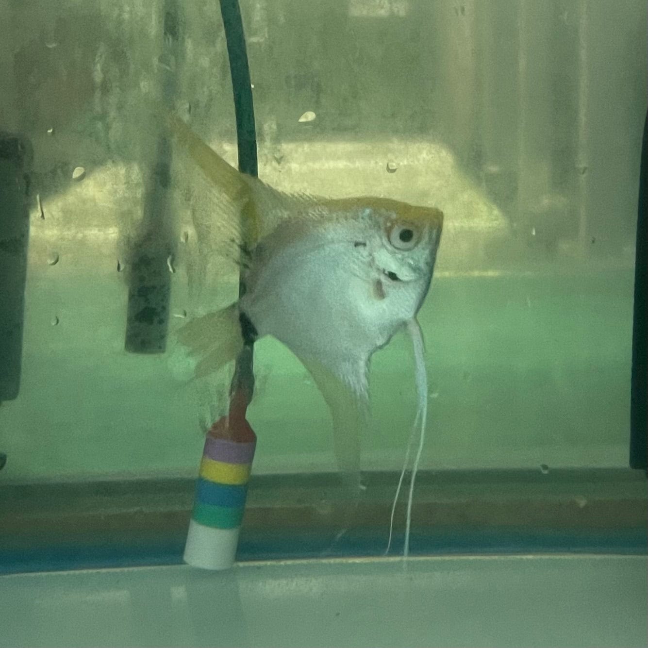 the-fish-farm Angel Fish Angelfish Breeding Pair - These Only - Two Fish - Pair 3 Buy a Breeding Pair of Angel Fish from The Fish Farm