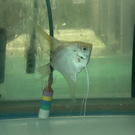 the-fish-farm Angel Fish Angelfish Breeding Pair - These Only - Two Fish - Pair 3 Buy a Breeding Pair of Angel Fish from The Fish Farm