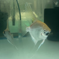 the-fish-farm Angel Fish Angelfish Breeding Pair - These Only - Two Fish - Pair 3 Buy a Breeding Pair of Angel Fish from The Fish Farm