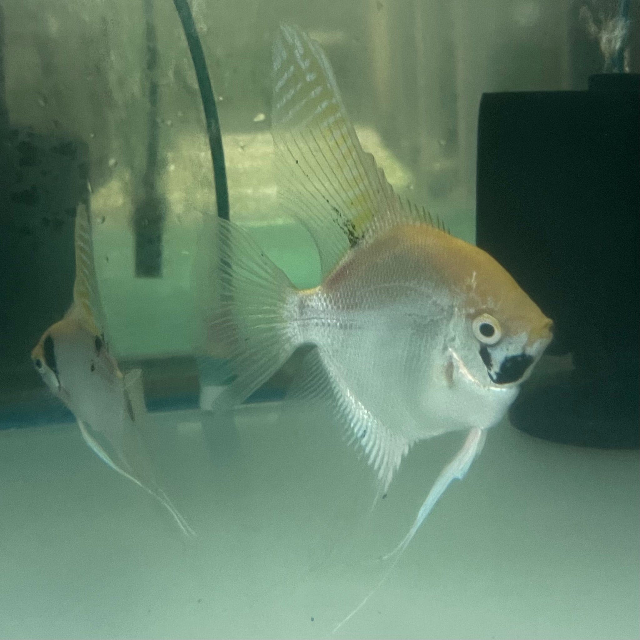 the-fish-farm Angel Fish Angelfish Breeding Pair - These Only - Two Fish - Pair 3 Buy a Breeding Pair of Angel Fish from The Fish Farm