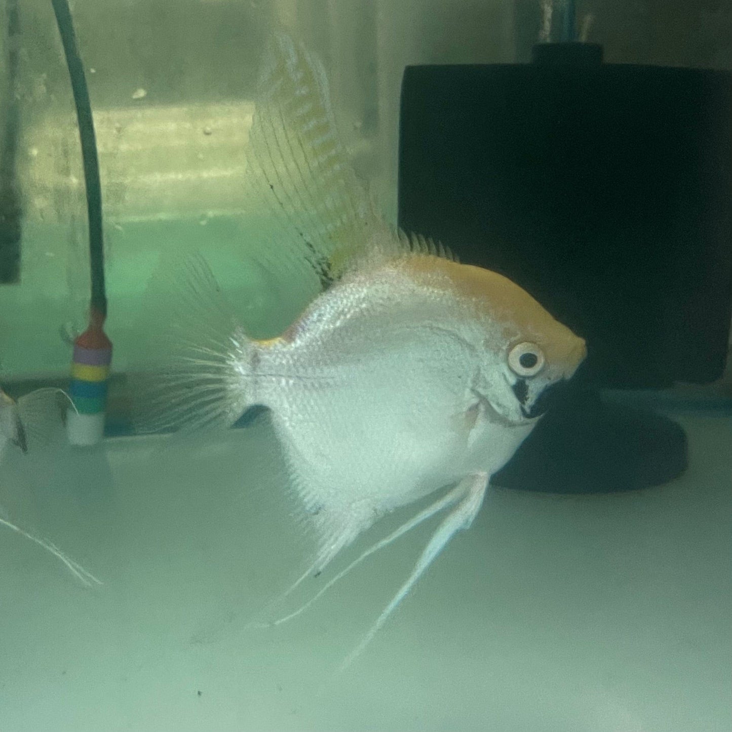 the-fish-farm Angel Fish Angelfish Breeding Pair - These Only - Two Fish - Pair 3 Buy a Breeding Pair of Angel Fish from The Fish Farm