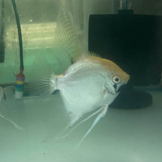 the-fish-farm Angel Fish Angelfish Breeding Pair - These Only - Two Fish - Pair 3 Buy a Breeding Pair of Angel Fish from The Fish Farm