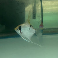 the-fish-farm Angel Fish Angelfish Breeding Pair - These Only - Two Fish - Pair 3 Buy a Breeding Pair of Angel Fish from The Fish Farm