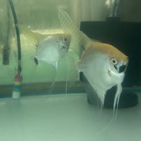 the-fish-farm Angel Fish Angelfish Breeding Pair - These Only - Two Fish - Pair 3 Buy a Breeding Pair of Angel Fish from The Fish Farm