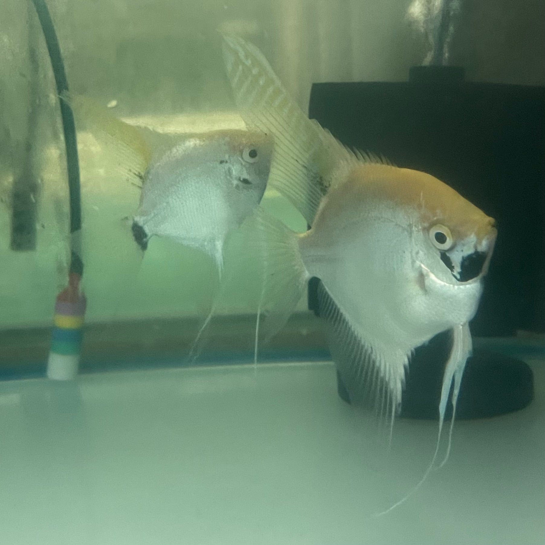 the-fish-farm Angel Fish Angelfish Breeding Pair - These Only - Two Fish - Pair 3 Buy a Breeding Pair of Angel Fish from The Fish Farm