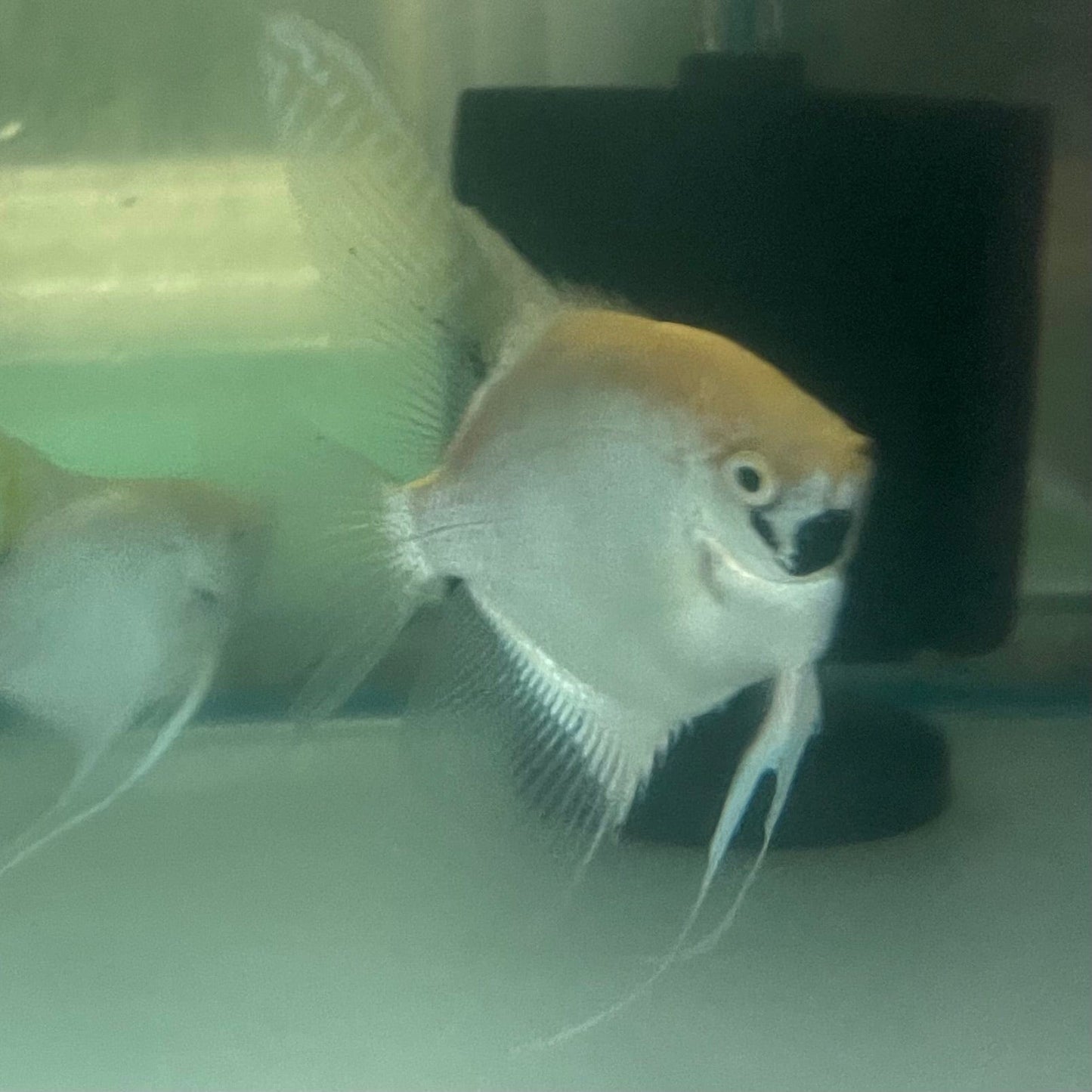 the-fish-farm Angel Fish Angelfish Breeding Pair - These Only - Two Fish - Pair 3 Buy a Breeding Pair of Angel Fish from The Fish Farm