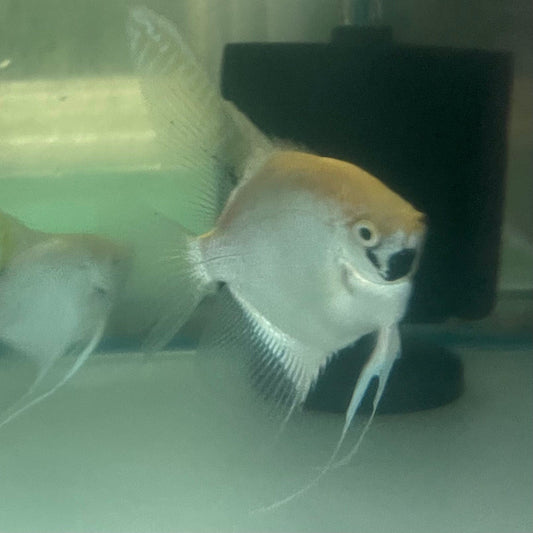 the-fish-farm Angel Fish Angelfish Breeding Pair - These Only - Two Fish - Pair 3 Buy a Breeding Pair of Angel Fish from The Fish Farm