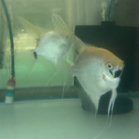 the-fish-farm Angel Fish Angelfish Breeding Pair - These Only - Two Fish - Pair 3 Buy a Breeding Pair of Angel Fish from The Fish Farm