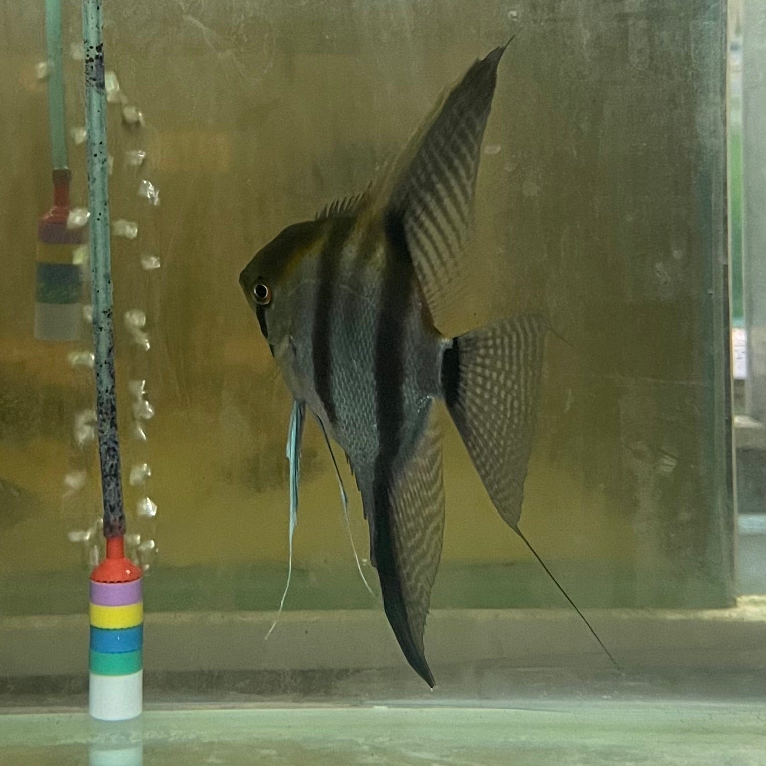 the-fish-farm Angel Fish Angelfish Breeding Pair - These Only - Two Fish - Pair 5 Buy a Breeding Pair of Angel Fish from The Fish Farm