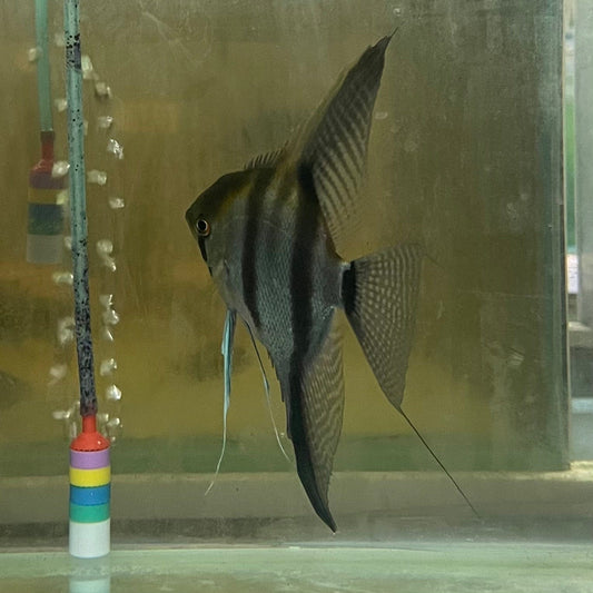the-fish-farm Angel Fish Angelfish Breeding Pair - These Only - Two Fish - Pair 5 Buy a Breeding Pair of Angel Fish from The Fish Farm