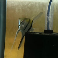 the-fish-farm Angel Fish Angelfish Breeding Pair - These Only - Two Fish - Pair 5 Buy a Breeding Pair of Angel Fish from The Fish Farm