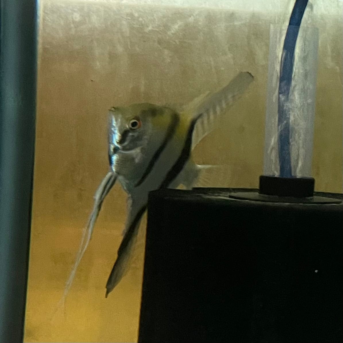 the-fish-farm Angel Fish Angelfish Breeding Pair - These Only - Two Fish - Pair 5 Buy a Breeding Pair of Angel Fish from The Fish Farm