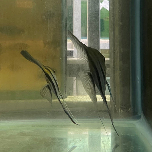 the-fish-farm Angel Fish Angelfish Breeding Pair - These Only - Two Fish - Pair 5 Buy a Breeding Pair of Angel Fish from The Fish Farm
