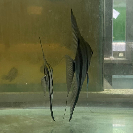 the-fish-farm Angel Fish Angelfish Breeding Pair - These Only - Two Fish - Pair 5 Buy a Breeding Pair of Angel Fish from The Fish Farm