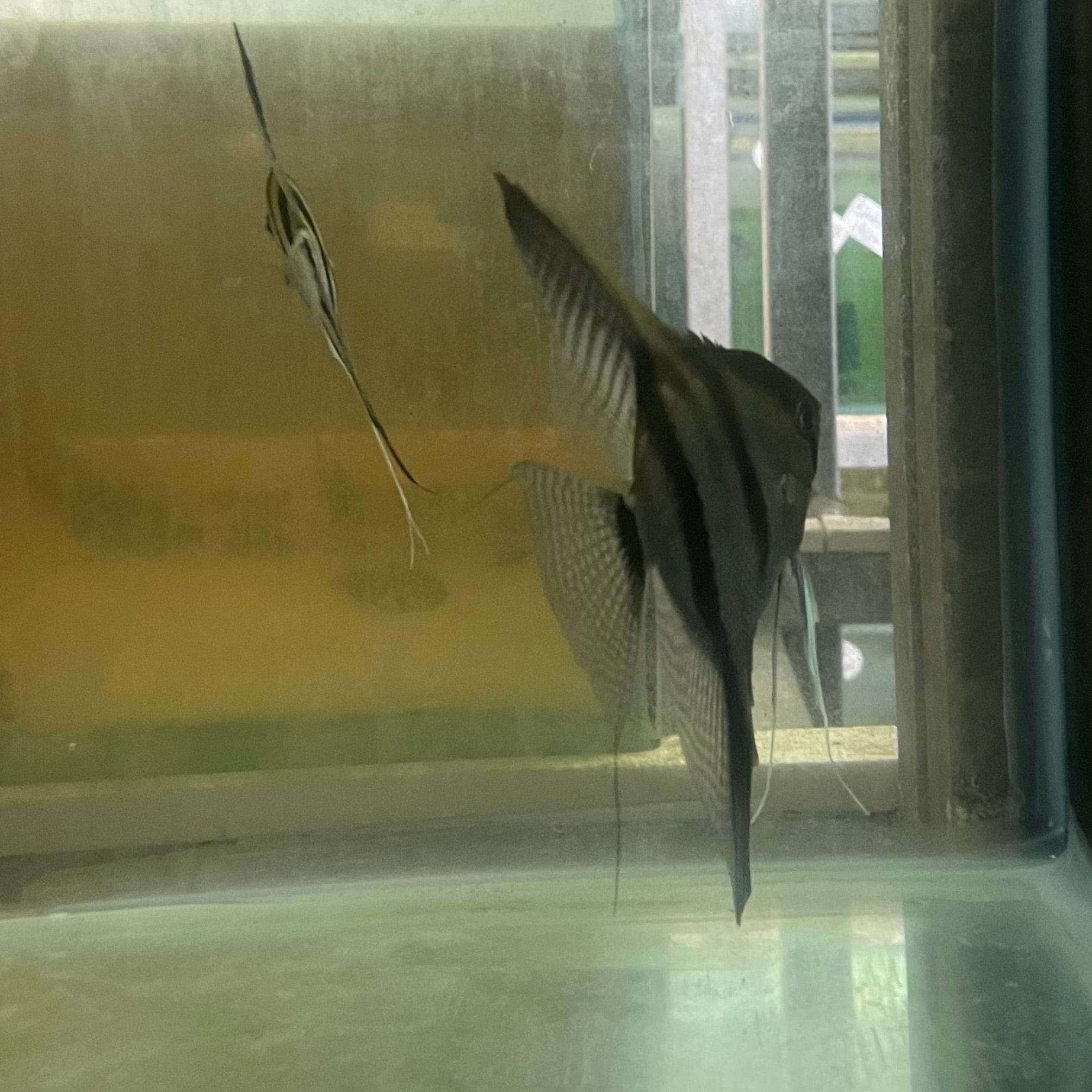 the-fish-farm Angel Fish Angelfish Breeding Pair - These Only - Two Fish - Pair 5 Buy a Breeding Pair of Angel Fish from The Fish Farm