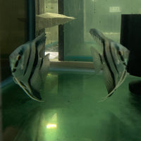 the-fish-farm Angel Fish Angelfish Breeding Pair - These Only - Two Fish - Pair 6 Buy a Breeding Pair of Angel Fish from The Fish Farm
