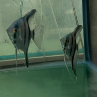 the-fish-farm Angel Fish Angelfish Breeding Pair - These Only - Two Fish - Pair 6 Buy a Breeding Pair of Angel Fish from The Fish Farm