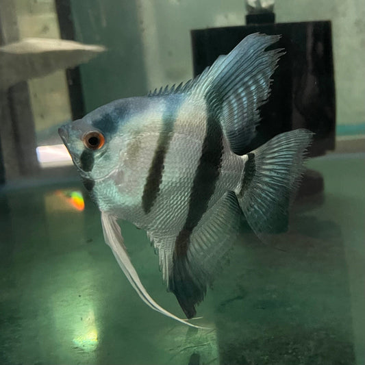 the-fish-farm Angel Fish Angelfish Breeding Pair - These Only - Two Fish - Pair 6 Buy a Breeding Pair of Angel Fish from The Fish Farm