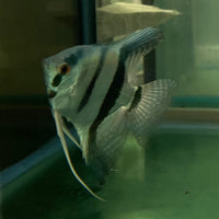 the-fish-farm Angel Fish Angelfish Breeding Pair - These Only - Two Fish - Pair 6 Buy a Breeding Pair of Angel Fish from The Fish Farm