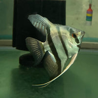the-fish-farm Angel Fish Angelfish Breeding Pair - These Only - Two Fish - Pair 6 Buy a Breeding Pair of Angel Fish from The Fish Farm