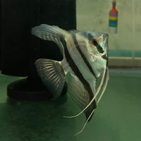 the-fish-farm Angel Fish Angelfish Breeding Pair - These Only - Two Fish - Pair 6 Buy a Breeding Pair of Angel Fish from The Fish Farm