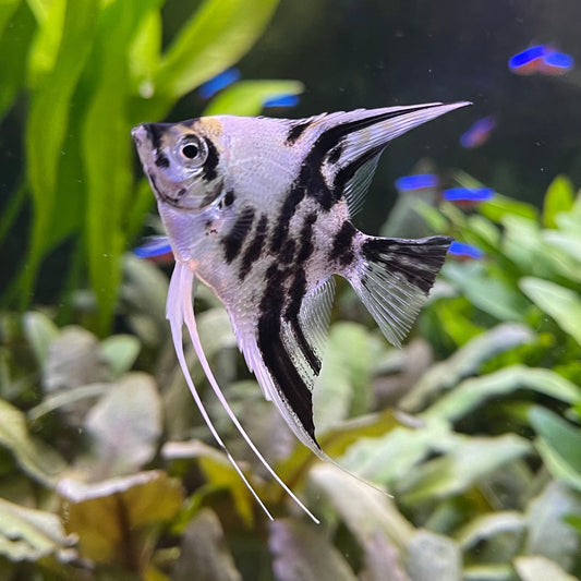 the-fish-farm Angel Fish Angelfish Panda Buy Panda Angelfish from The Fish Farm Australia