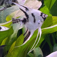 the-fish-farm Angel Fish Angelfish Panda Buy Panda Angelfish from The Fish Farm Australia