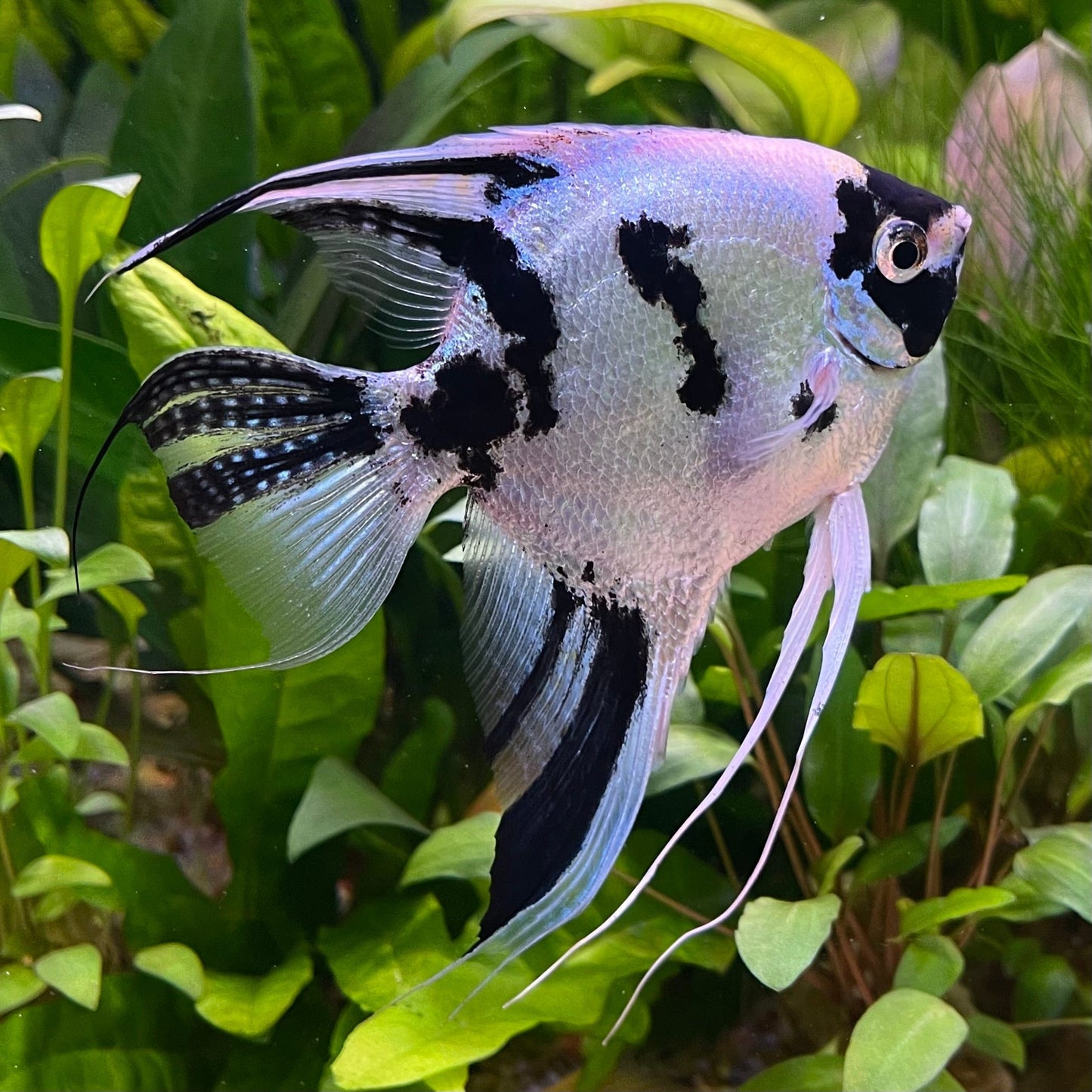 the-fish-farm Angel Fish Angelfish Panda Buy Panda Angelfish from The Fish Farm Australia