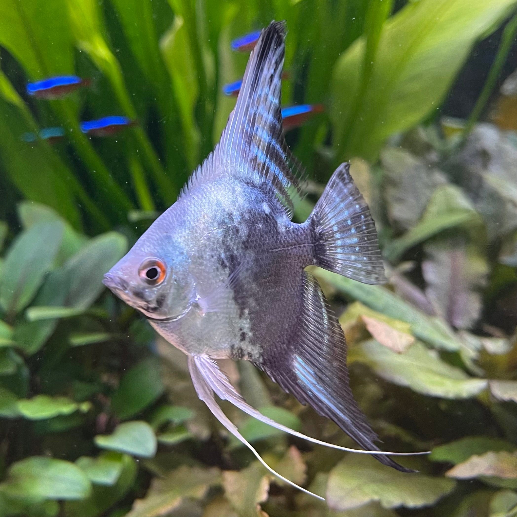 Blue Paraiba Pinoy Paraiba Angelfish For Sale Blue Koi Paraiba