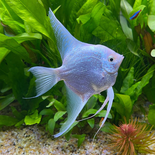 the-fish-farm Angel Fish Angelfish Platinum Platinum Angelfish - The Fish Farm