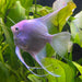 the-fish-farm Angel Fish Angelfish Platinum Platinum Angelfish - The Fish Farm