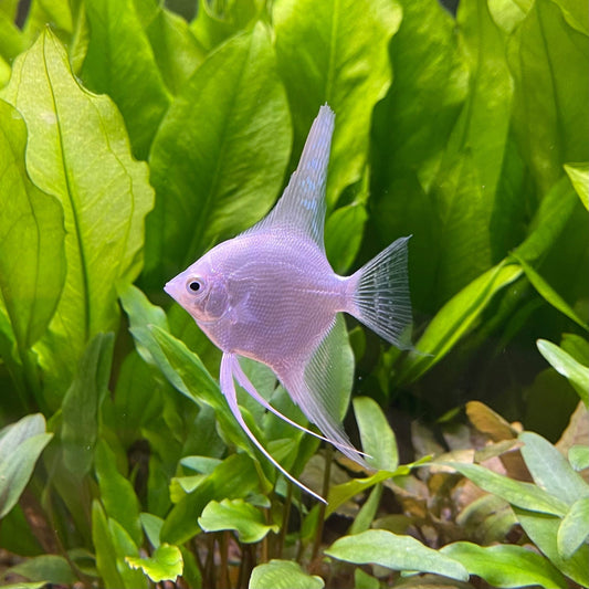 the-fish-farm Angel Fish Angelfish Platinum Platinum Angelfish - The Fish Farm