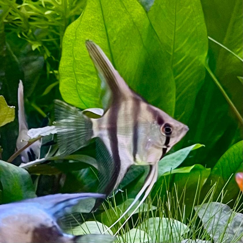 the-fish-farm Angel Fish Angelfish Zebra Zebra Angels - The Fish Farm