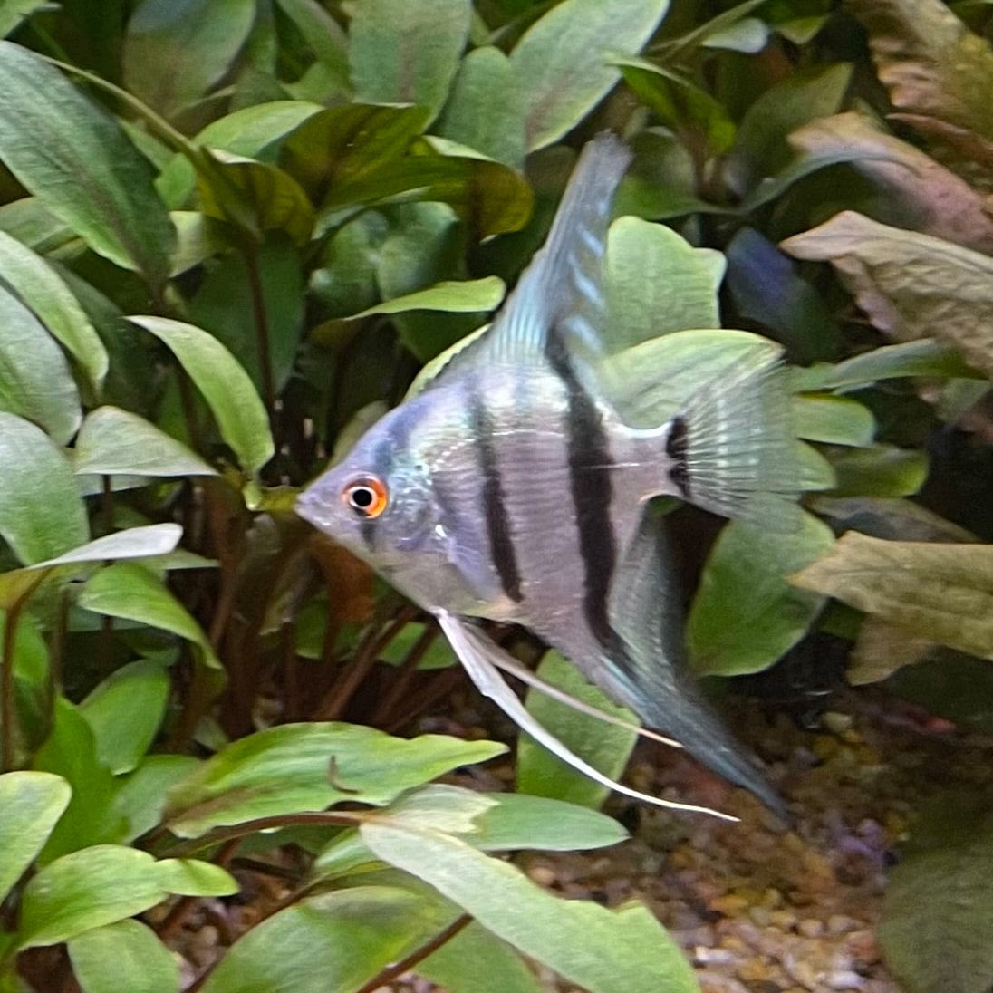 the-fish-farm Angel Fish Angelfish Zebra Zebra Angels - The Fish Farm