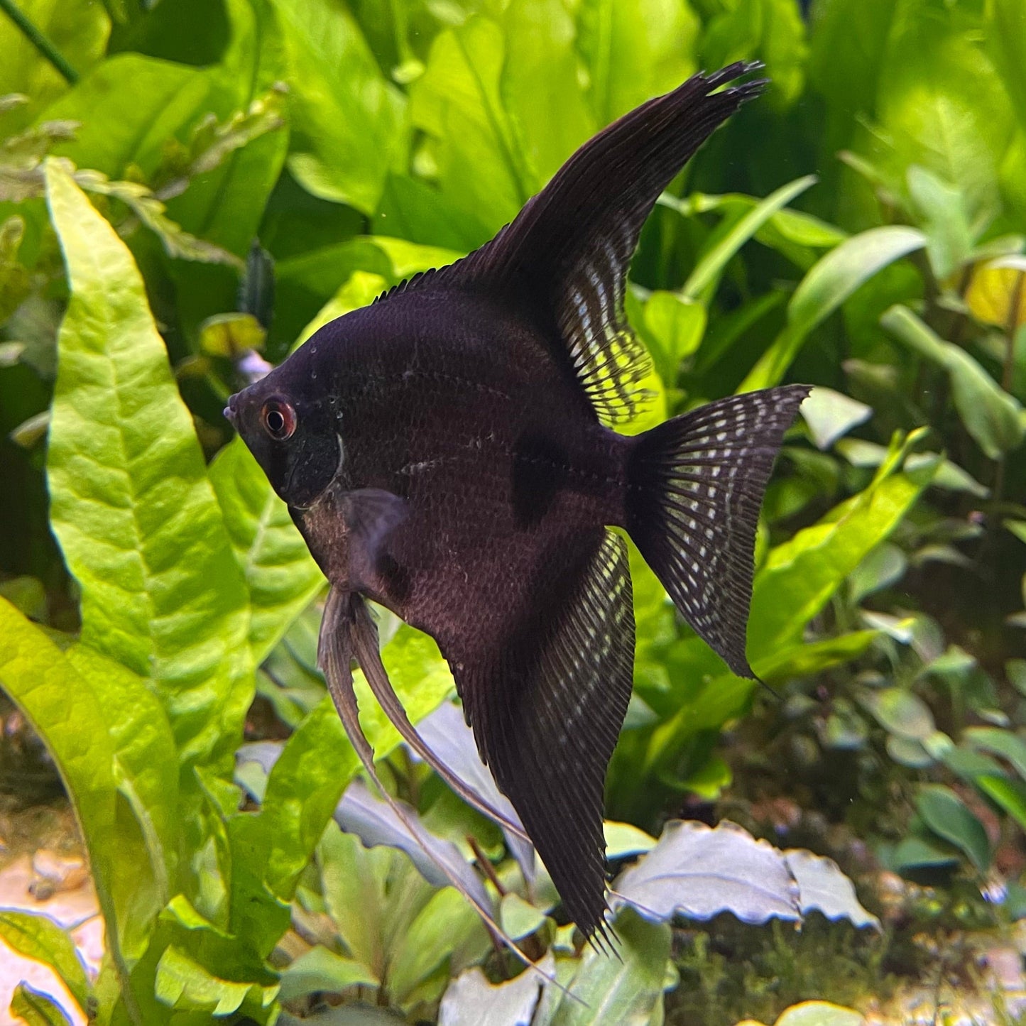 the-fish-farm Angel Fish Black Angels Black Angel - The Fish Farm