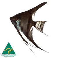the-fish-farm Angel Fish Black Angels Black Angel - The Fish Farm