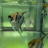 the-fish-farm Angel Fish Extra-Large Male Angelfish Assorted Colours Extra-Large Assorted Colour Angel Fish - The Fish Farm