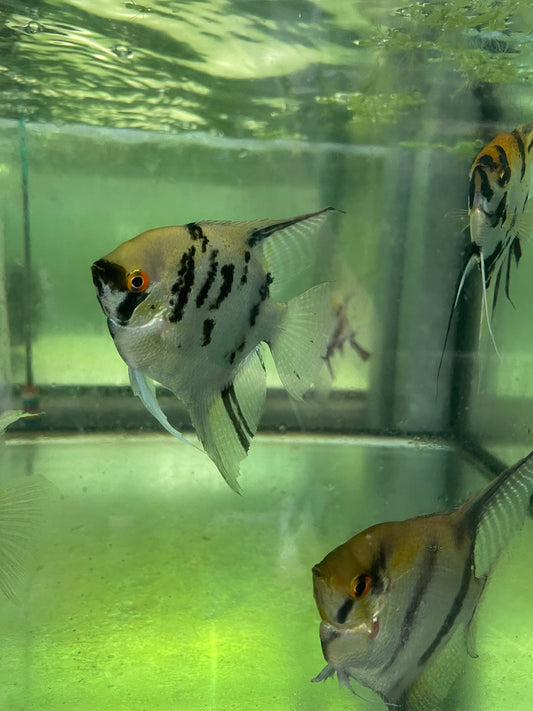 the-fish-farm Angel Fish Extra-Large Male Angelfish Assorted Colours Extra-Large Assorted Colour Angel Fish - The Fish Farm