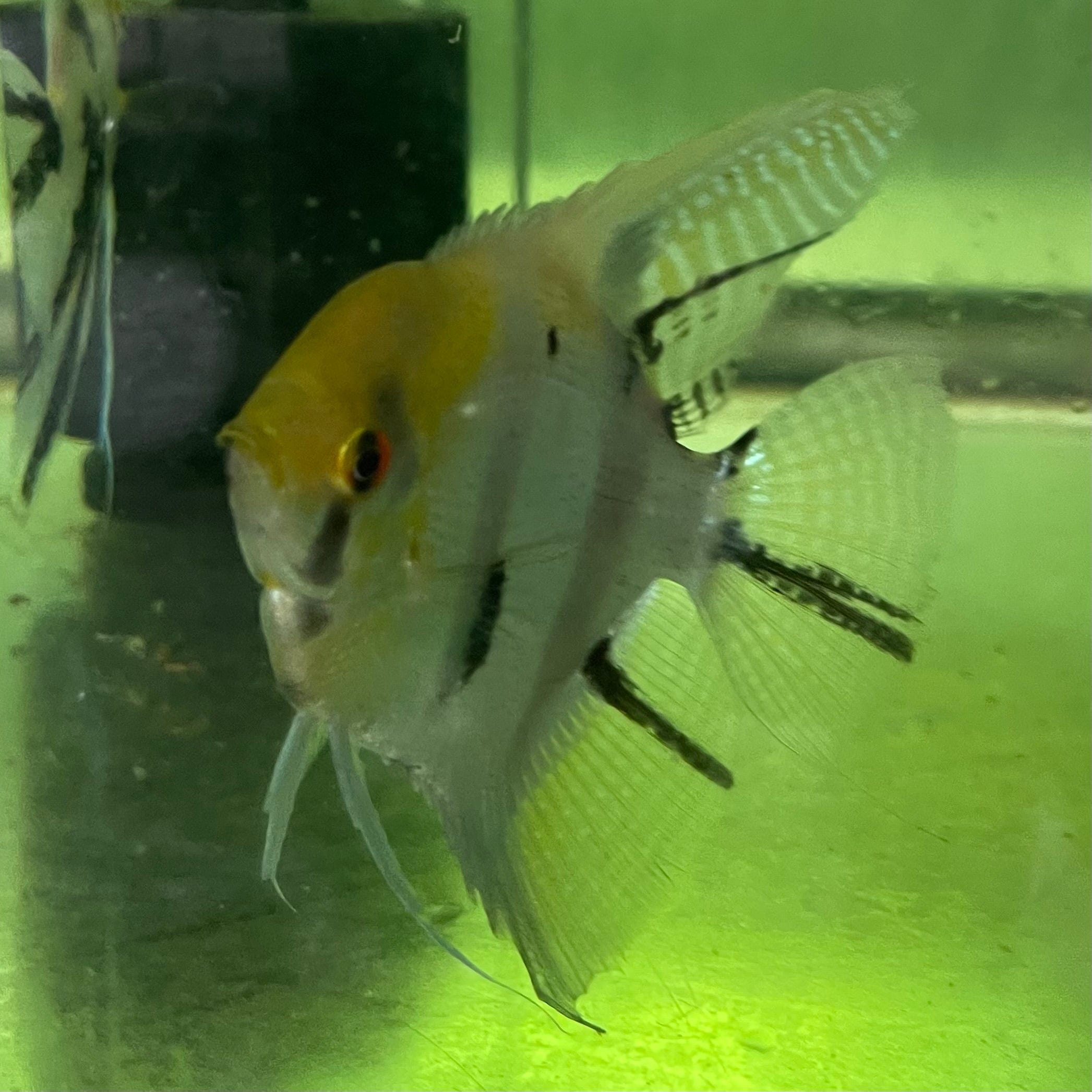 the-fish-farm Angel Fish Extra-Large Male Angelfish Assorted Colours Extra-Large Assorted Colour Angel Fish - The Fish Farm