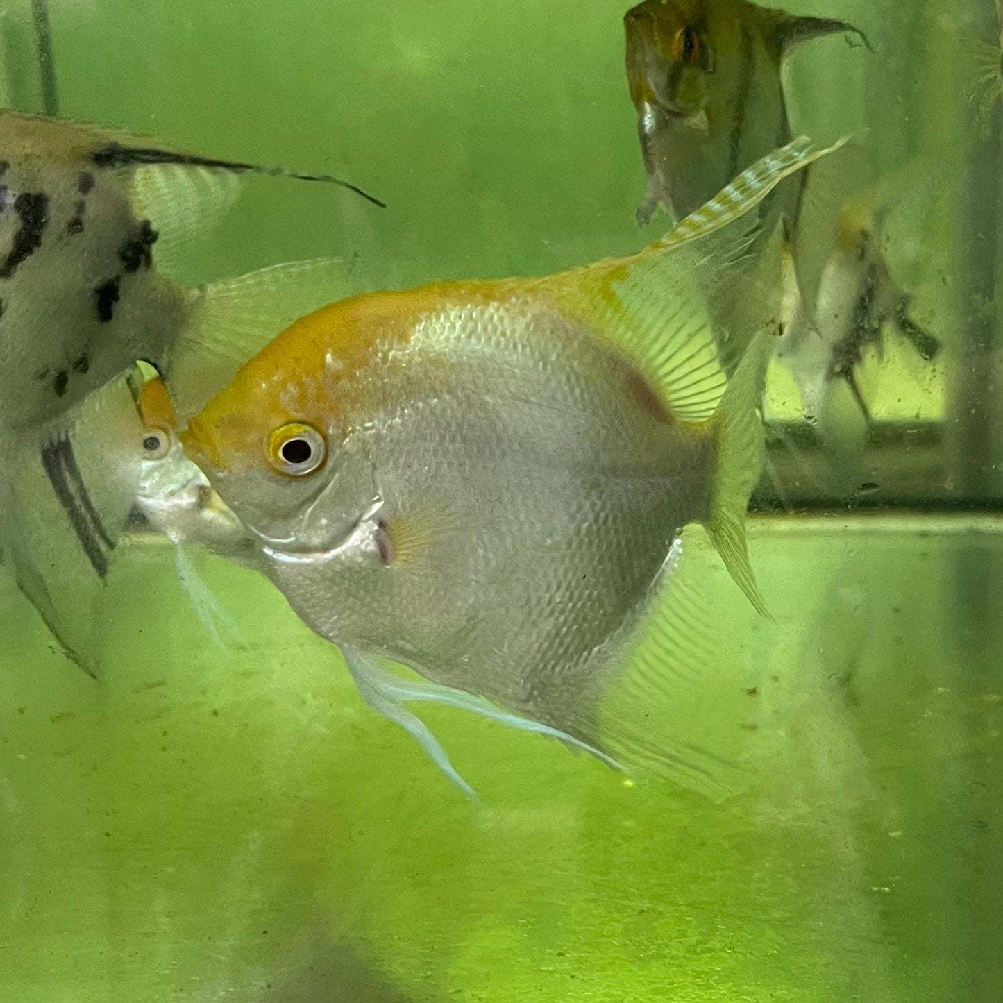the-fish-farm Angel Fish Extra-Large Male Angelfish Assorted Colours Extra-Large Assorted Colour Angel Fish - The Fish Farm