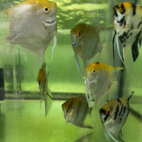 the-fish-farm Angel Fish Extra-Large Male Angelfish Assorted Colours Extra-Large Assorted Colour Angel Fish - The Fish Farm