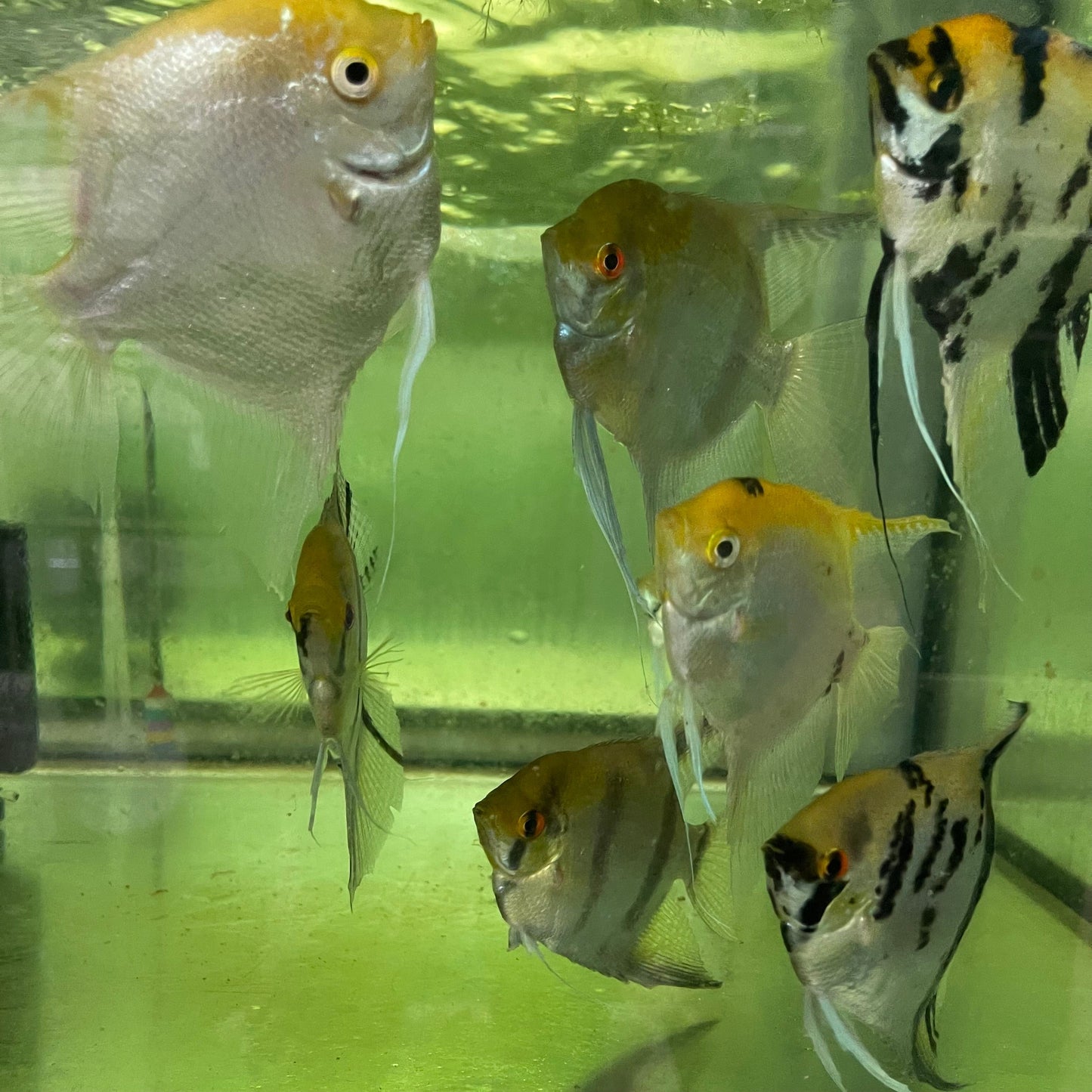 the-fish-farm Angel Fish Extra-Large Male Angelfish Assorted Colours Extra-Large Assorted Colour Angel Fish - The Fish Farm