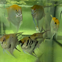 the-fish-farm Angel Fish Extra-Large Male Angelfish Assorted Colours Extra-Large Assorted Colour Angel Fish - The Fish Farm