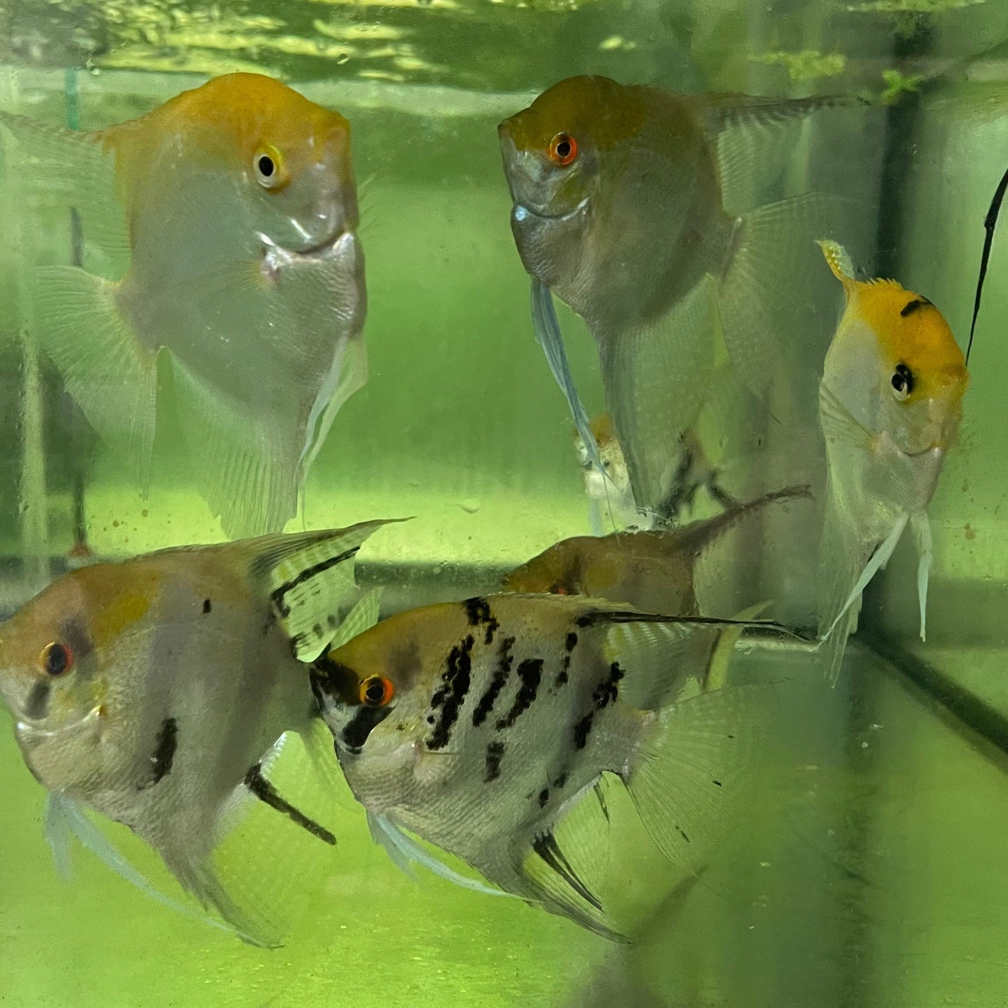 the-fish-farm Angel Fish Extra-Large Male Angelfish Assorted Colours Extra-Large Assorted Colour Angel Fish - The Fish Farm