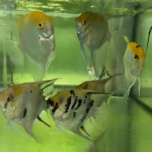 the-fish-farm Angel Fish Extra-Large Male Angelfish Assorted Colours Extra-Large Assorted Colour Angel Fish - The Fish Farm