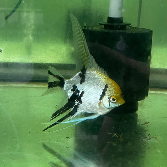 the-fish-farm Angel Fish Extra-Large Male Angelfish Assorted Colours Extra-Large Assorted Colour Angel Fish - The Fish Farm