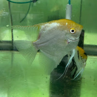 the-fish-farm Angel Fish Extra-Large Male Angelfish Assorted Colours Extra-Large Assorted Colour Angel Fish - The Fish Farm