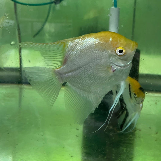 the-fish-farm Angel Fish Extra-Large Male Angelfish Assorted Colours Extra-Large Assorted Colour Angel Fish - The Fish Farm