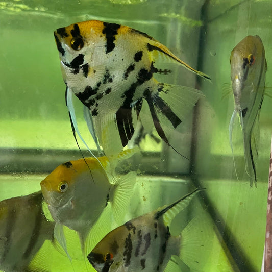 the-fish-farm Angel Fish Extra-Large Male Angelfish Assorted Colours Extra-Large Assorted Colour Angel Fish - The Fish Farm